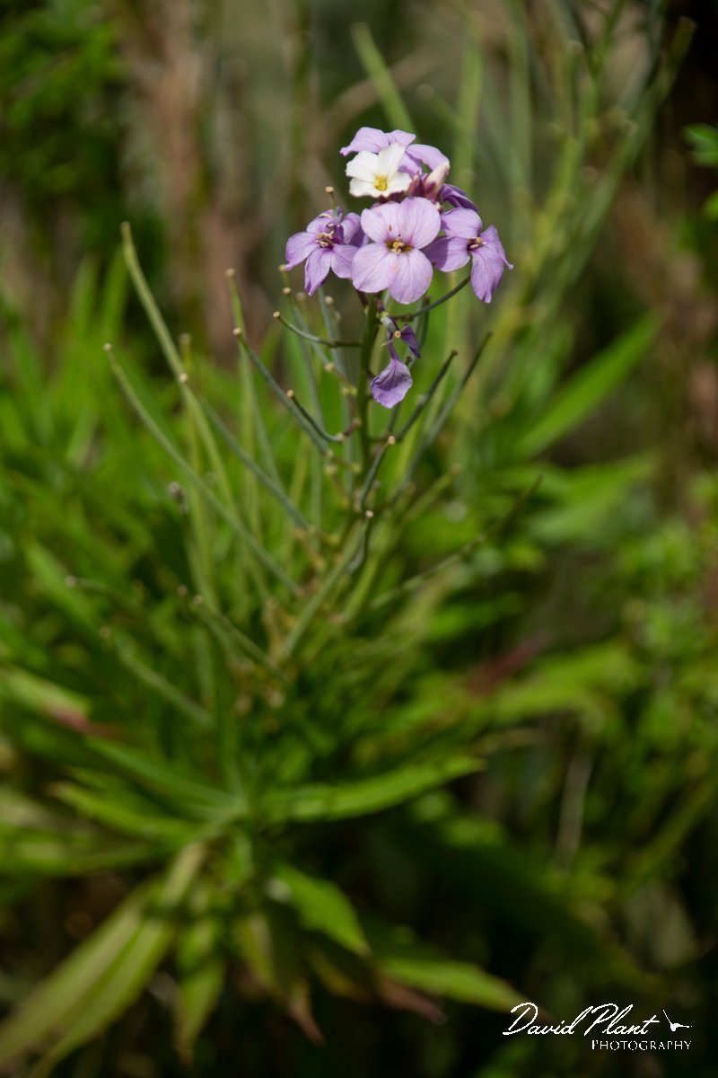 DPPhotography - Maderia - Erysimum bicolor - B.jpg - Erysimum bicolor - Pico Ruivo, Madeira