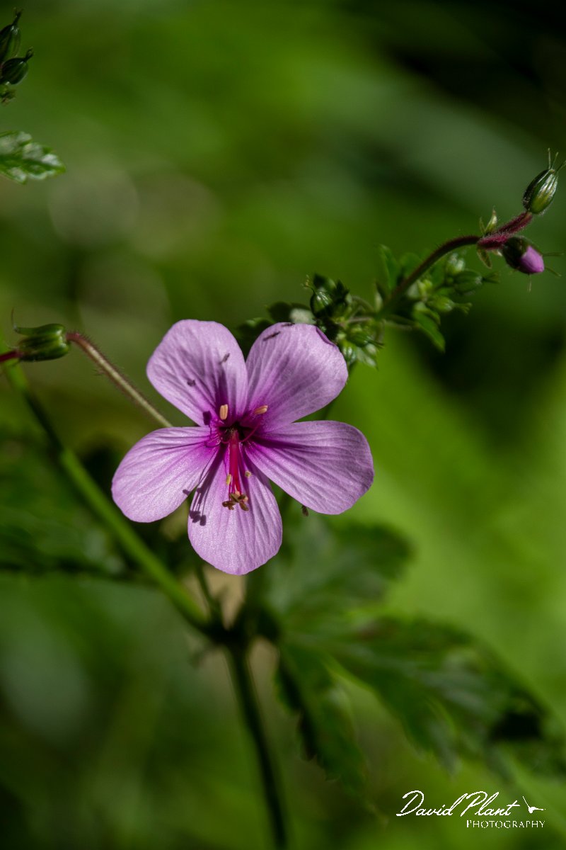 DPPhotography - Maderia - Geranium palmatum - A.jpg - Geranium palmatum - Balcoes, Madeira