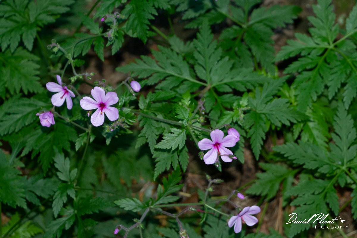 DPPhotography - Maderia - Geranium palmatum - B.jpg - Geranium palmatum - Levada Furado, Madeira