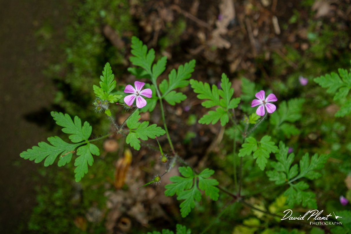 DPPhotography - Maderia - Geranium robertianum - A.jpg - Geranium robertianum - Balcoes, Madeira