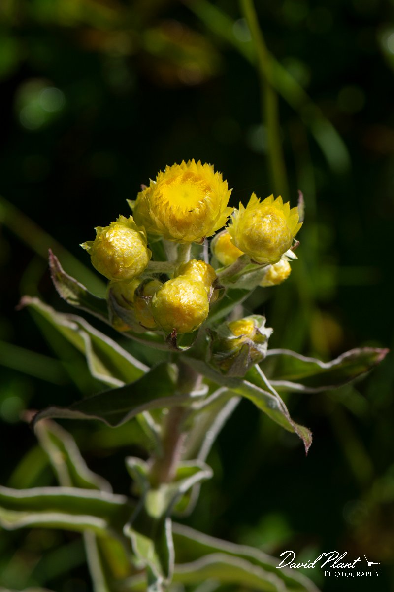 DPPhotography - Maderia - Helichrysum foetidum - A.jpg - Helichrysum foetidum - Encumeada mast, Madeira