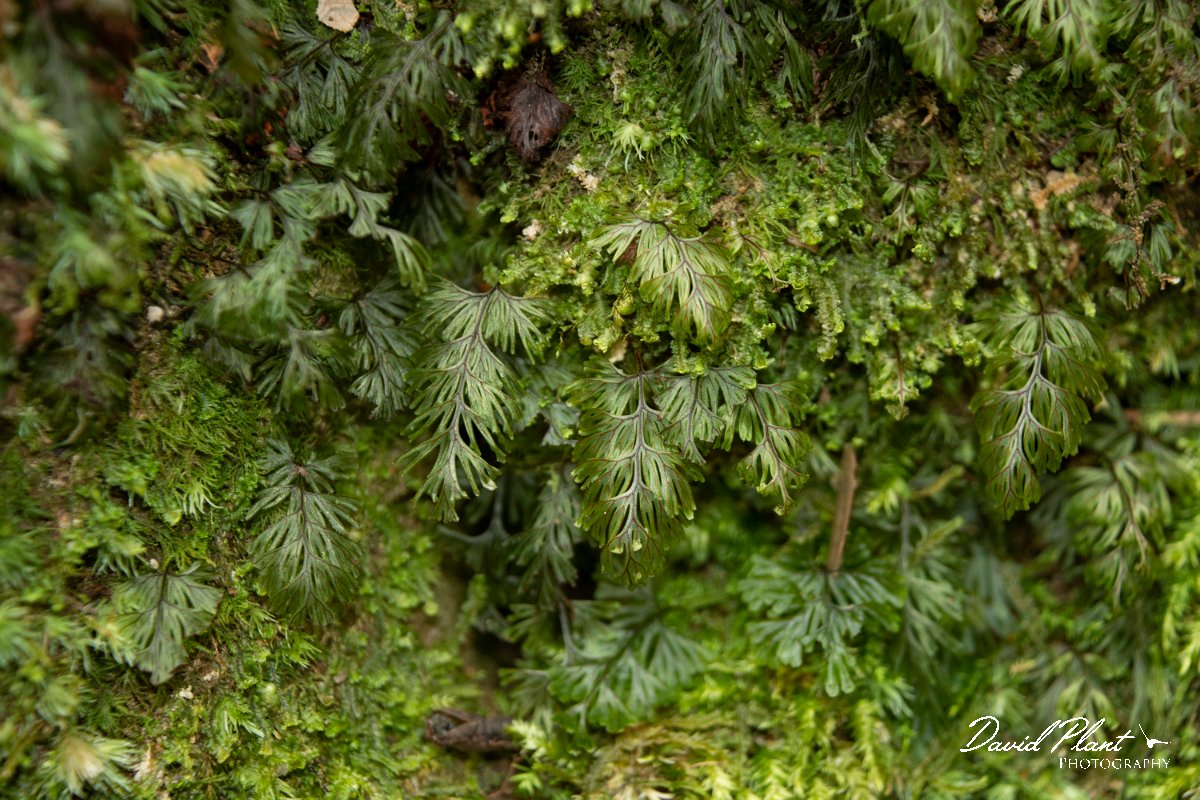 DPPhotography - Maderia - Hymenophyllum maderense - A.jpg - Hymenophyllum maderense - Ribeiro Silveira, Maderia
