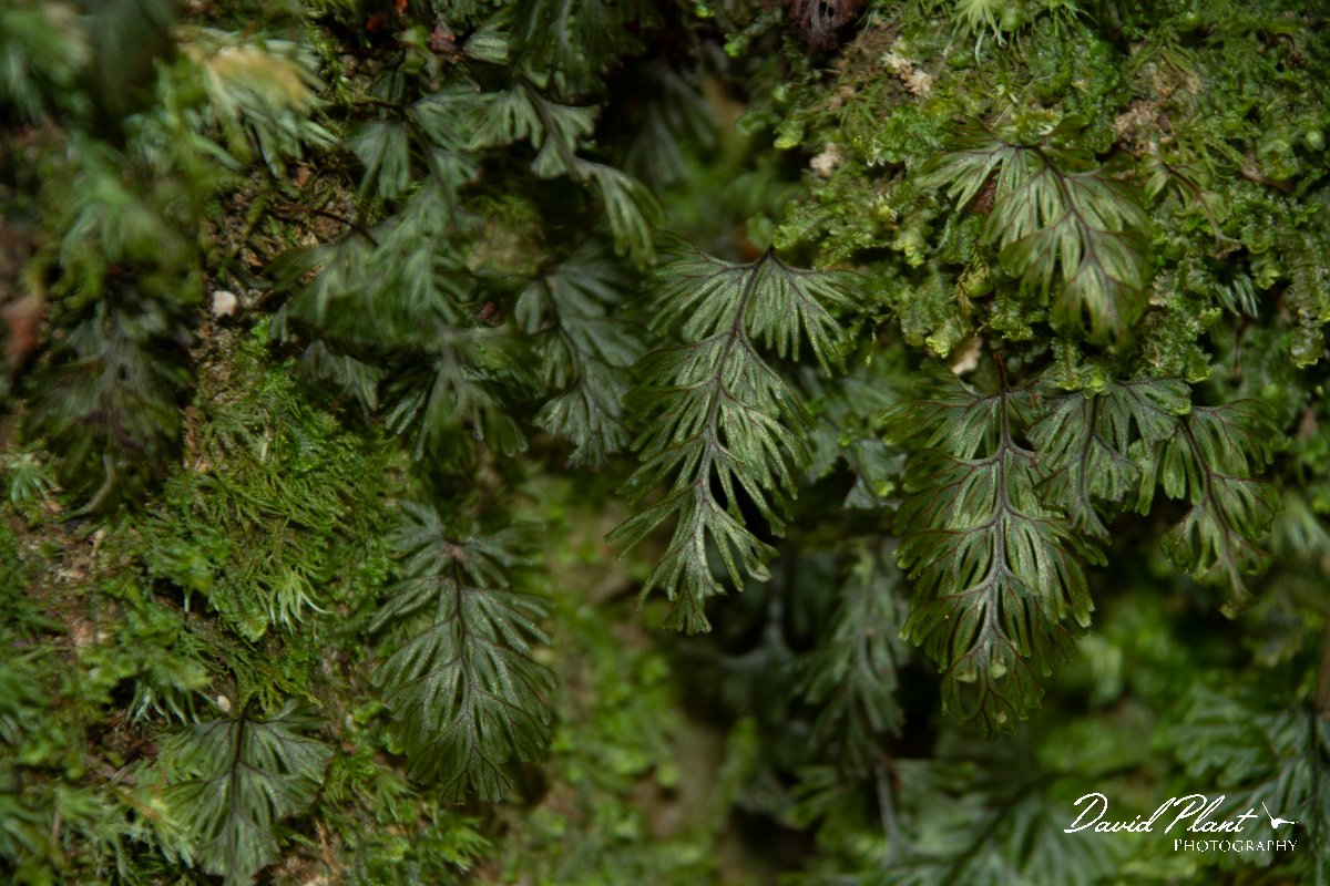 DPPhotography - Maderia - Hymenophyllum maderense - C.jpg - Hymenophyllum maderense - Ribeiro Silveira, Maderia