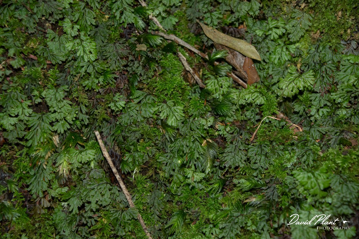 DPPhotography - Maderia - Hymenophyllum tunbrigense - B.jpg - Hymenophyllum tunbrigense - Levada Furado, Madeira