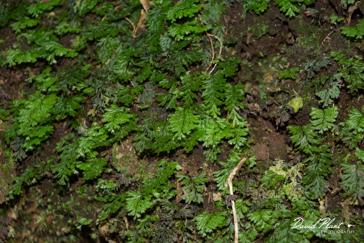 DPPhotography - Maderia - Hymenophyllum tunbrigense - C.jpg - Hymenophyllum tunbrigense - Levada Furado, Madeira