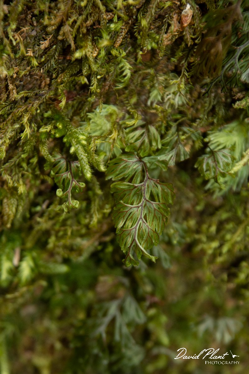 DPPhotography - Maderia - Hymenophyllum tunbrigense - D.jpg - Hymenophyllum tunbrigense - Ribeiro Silveira, Maderia