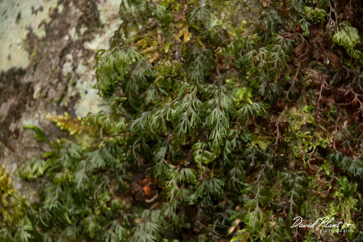 DPPhotography - Maderia - Hymenophyllum tunbrigense - E.jpg - Hymenophyllum tunbrigense - Ribeiro Silveira, Maderia