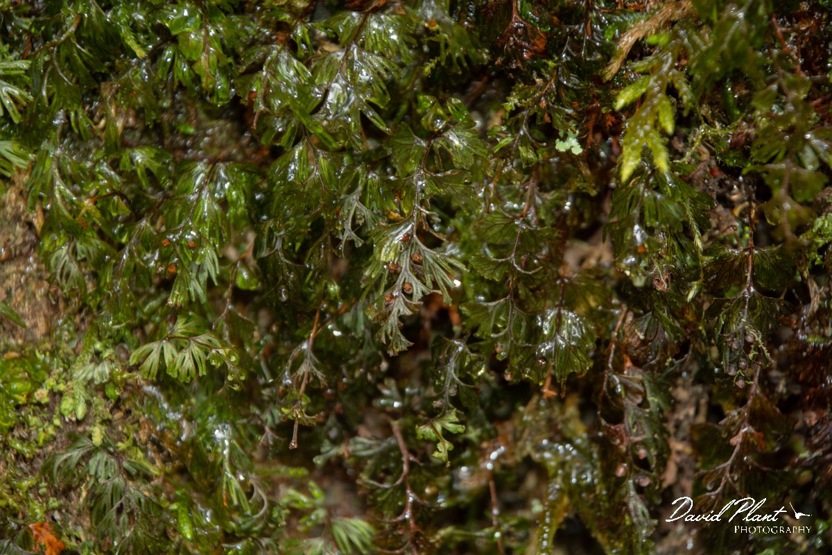 DPPhotography - Maderia - Hymenophyllum tunbrigense - F.jpg - Hymenophyllum tunbrigense - Ribeiro Silveira, Maderia