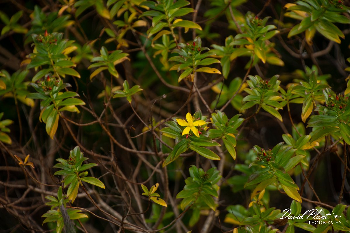 DPPhotography - Maderia - Hypericum canariense - A.jpg - Hypericum canariense - Balcoes, Madeira