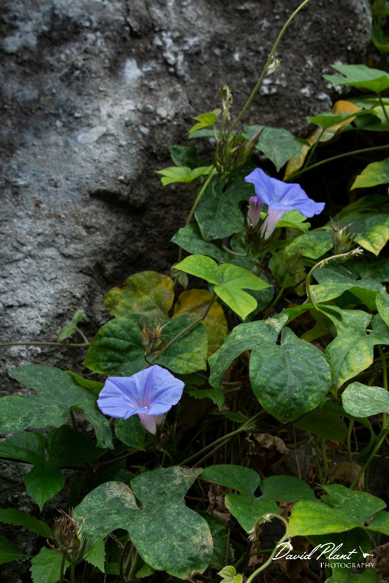 DPPhotography - Maderia - Ipomea indica - A.jpg - Ipomea indica - Seixal area, Madeira
