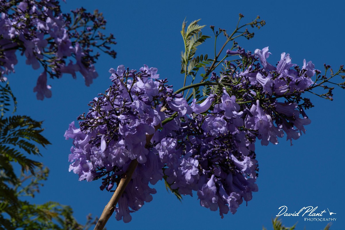 DPPhotography - Maderia - Jacaranda mimosifolia - A.jpg - Jacaranda mimosifolia - Ribeiro Bravo, Madeira