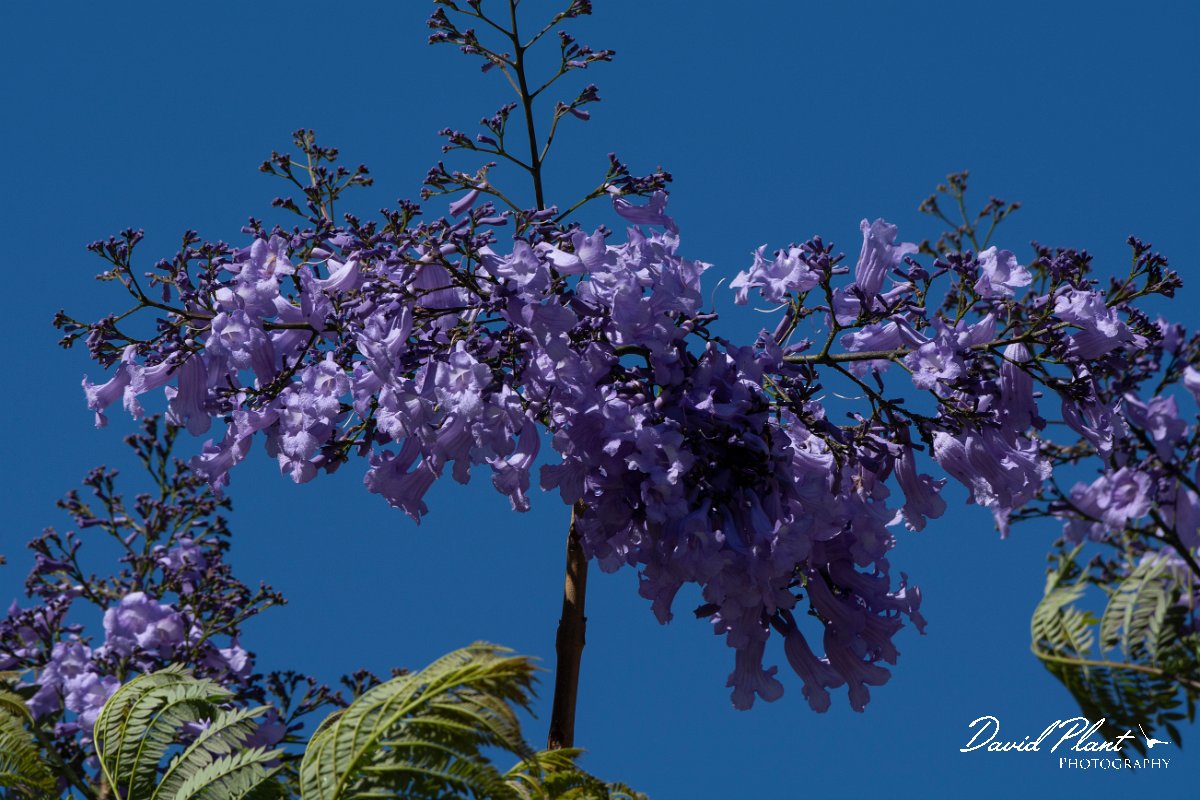DPPhotography - Maderia - Jacaranda mimosifolia - B.jpg - Jacaranda mimosifolia - Ribeiro Bravo, Madeira