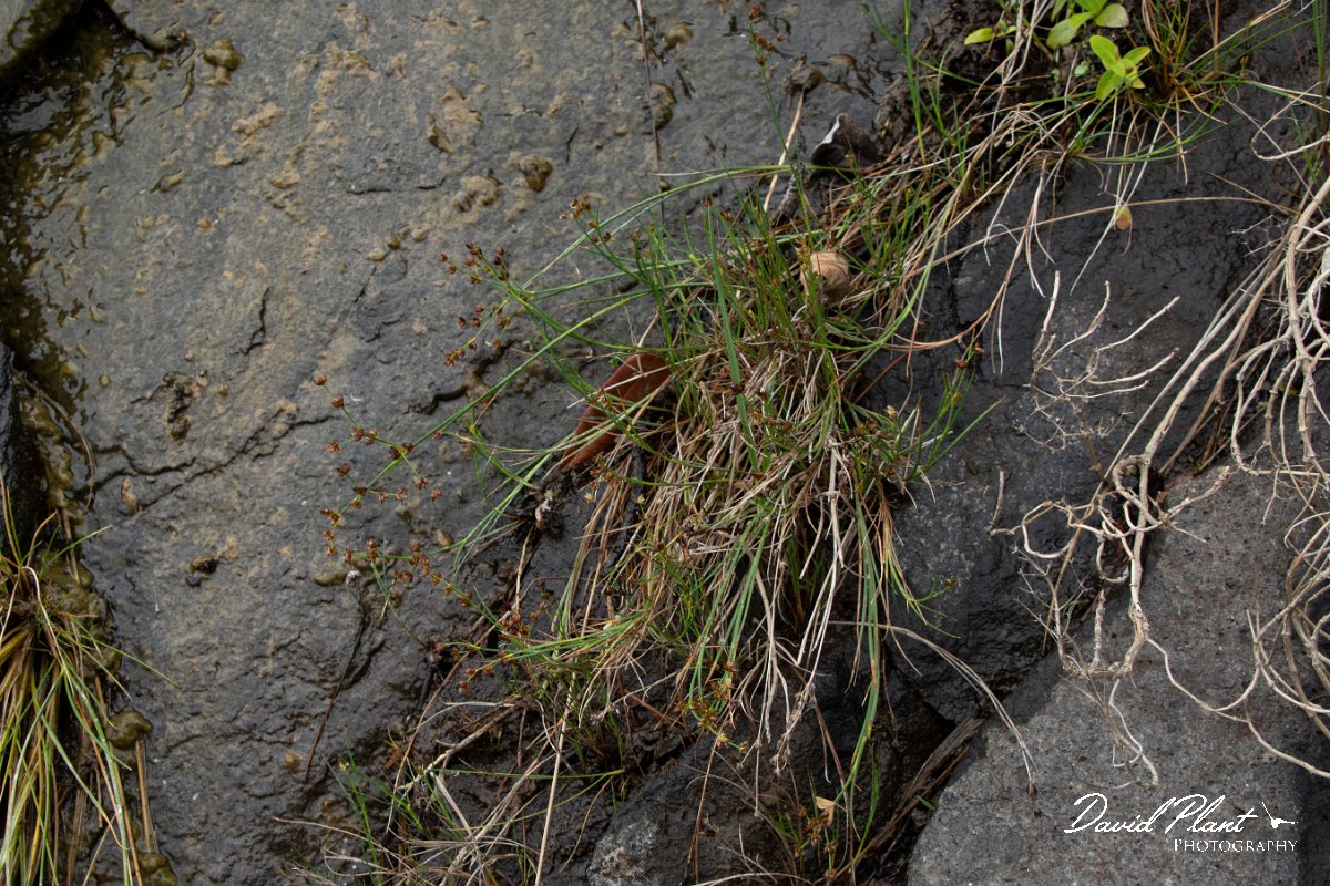DPPhotography - Maderia - Juncus articulatus - A.jpg - Juncus articulatus - Seixal area, Madeira