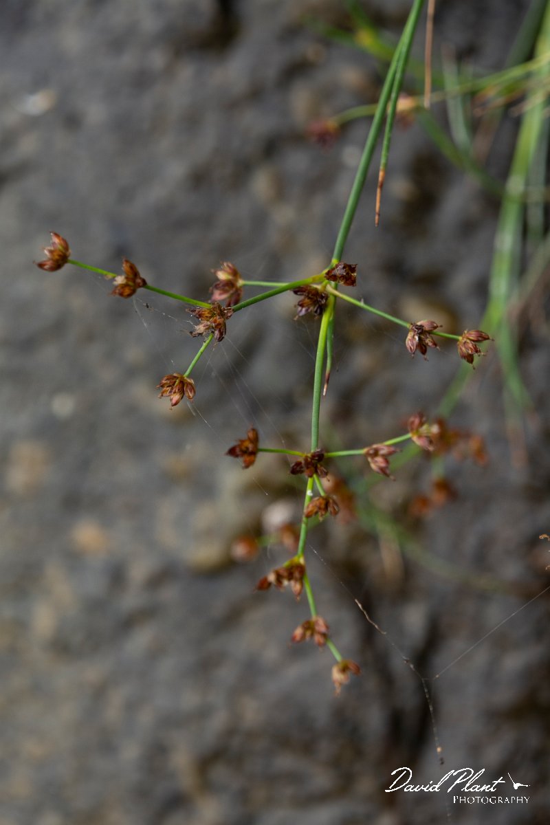 DPPhotography - Maderia - Juncus articulatus - B.jpg - Juncus articulatus - Seixal area, Madeira