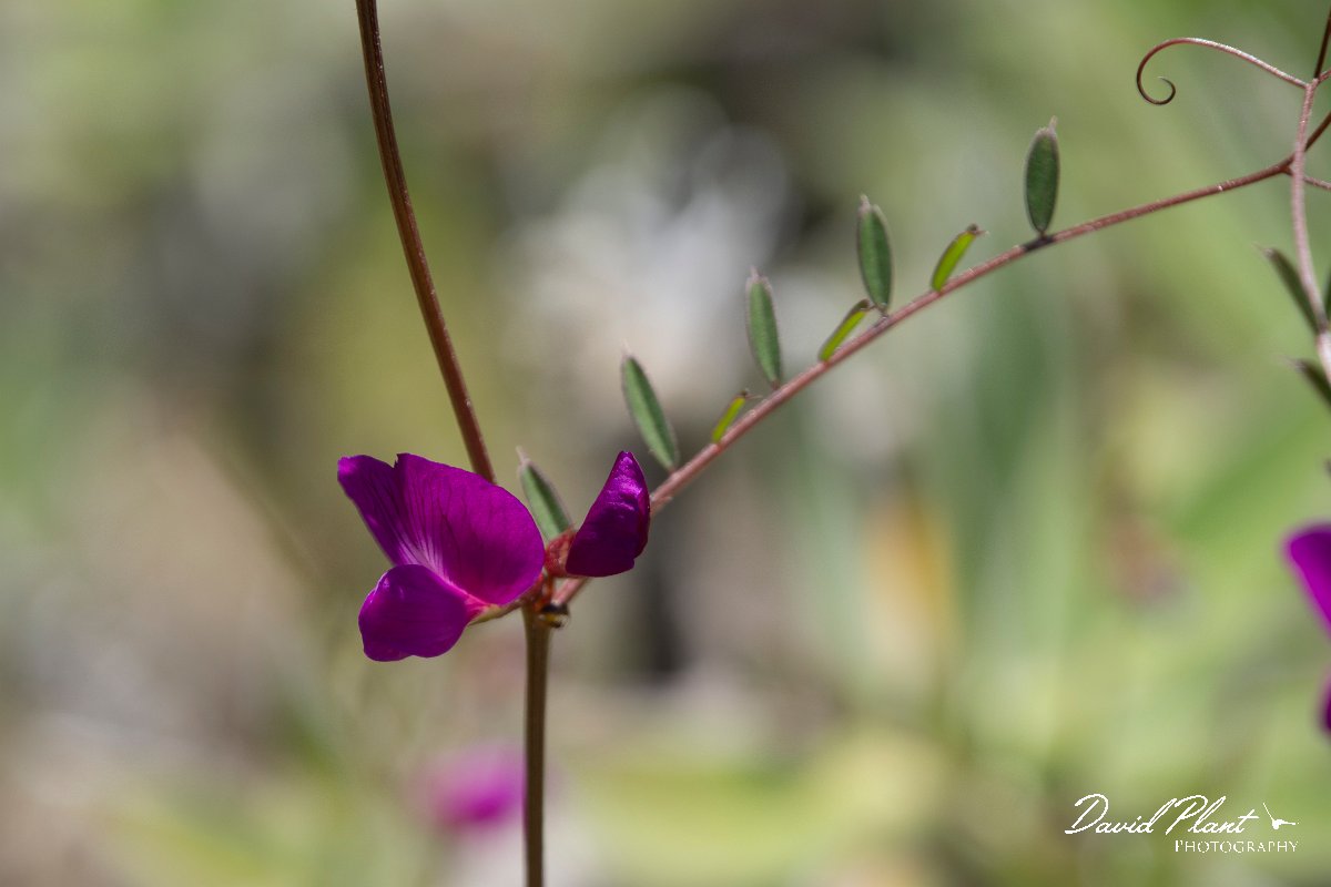 DPPhotography - Maderia - Lathyrus angulatus - A.jpg - Lathyrus angulatus - Pico do Ariero, Madeira
