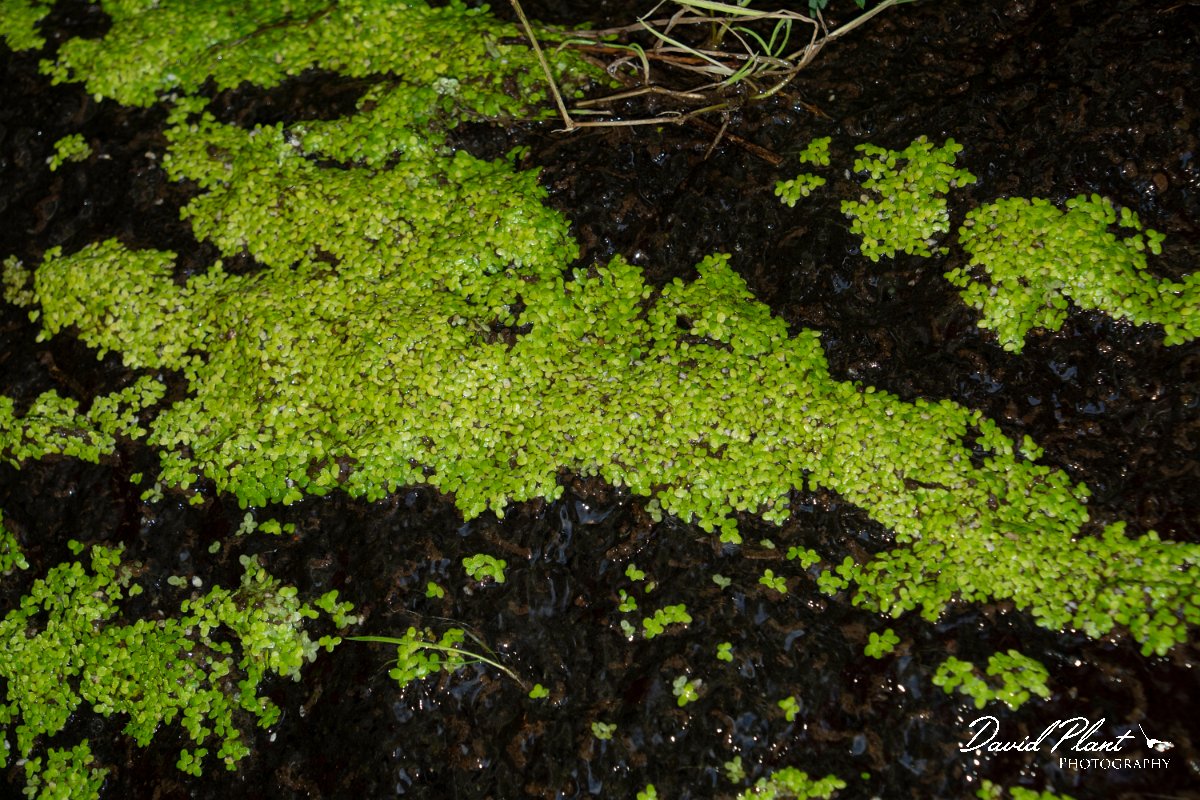 DPPhotography - Maderia - Lemna minor - A.jpg - Lemna minor - Levada do Notre, Madeira