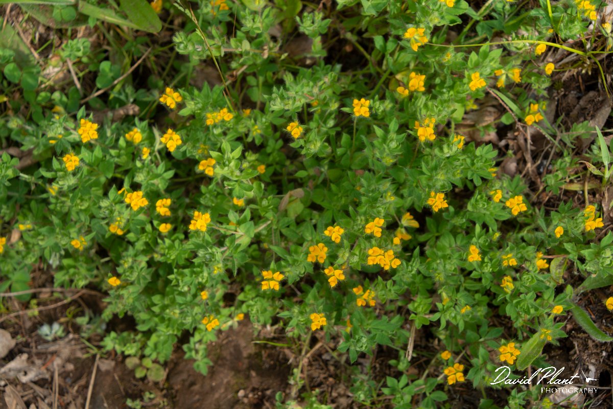 DPPhotography - Maderia - Lotus parviflorus - A.jpg - Lotus parviflorus - Encumeada mast, Madeira