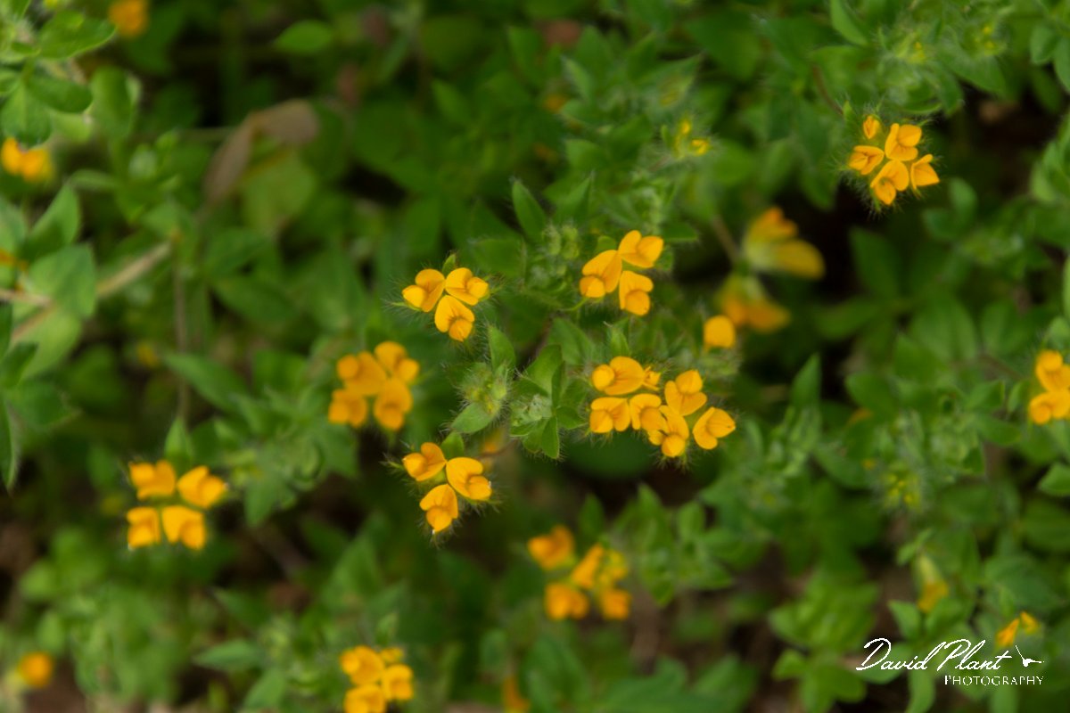 DPPhotography - Maderia - Lotus parviflorus - B.jpg - Lotus parviflorus - Encumeada mast, Madeira
