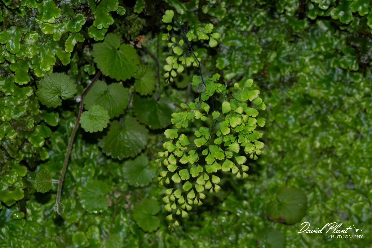 DPPhotography - Maderia - Maidenhair fern, Adiantum capillus-veneris - A.jpg - Maidenhair fern, Adiantum capillus-veneris - Levada Furado, Madeira