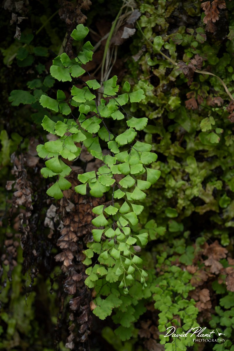 DPPhotography - Maderia - Maidenhair fern, Adiantum capillus-veneris - B.jpg - Maidenhair fern, Adiantum capillus-veneris - Seixal area, Madeira
