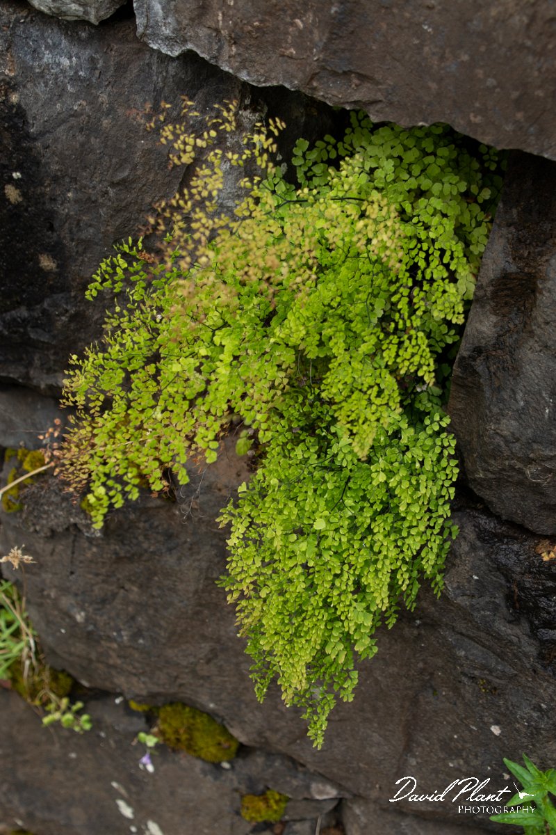 DPPhotography - Maderia - Maidenhair fern, Adiantum capillus-veneris - C.jpg - Maidenhair fern, Adiantum capillus-veneris - Seixal area, Madeira