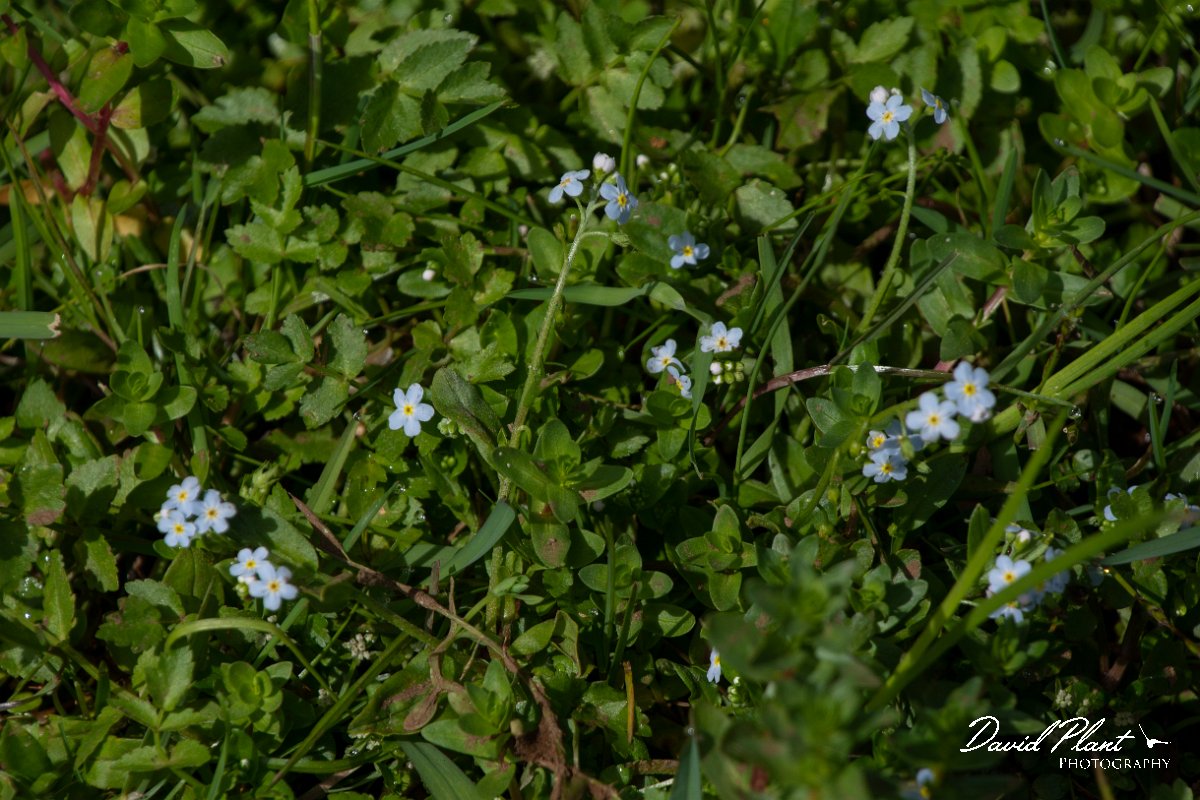 DPPhotography - Maderia - Myosotis secunda - A.jpg - Myosotis secunda - Risco waterfall area, Madeira