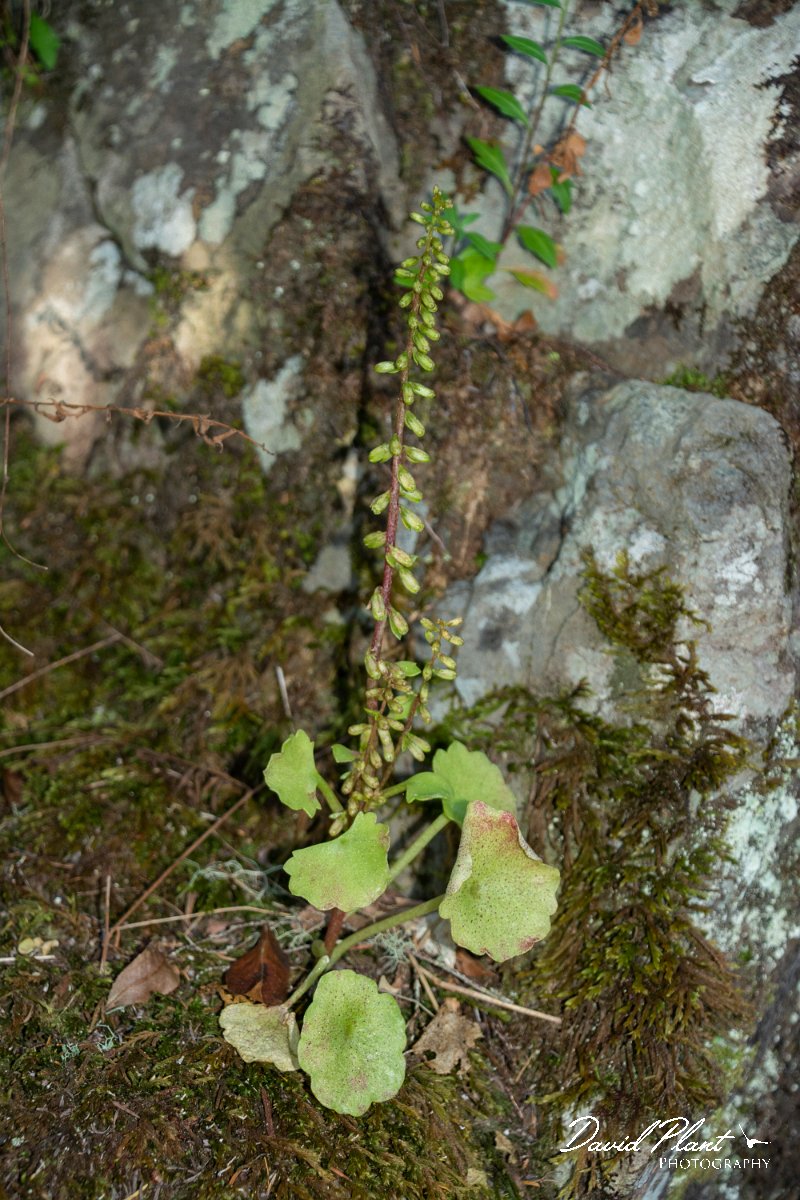 DPPhotography - Maderia - Navelwort, Umbilicus rupestris - A.jpg - Navelwort, Umbilicus rupestris - Levada Furado, Madeira