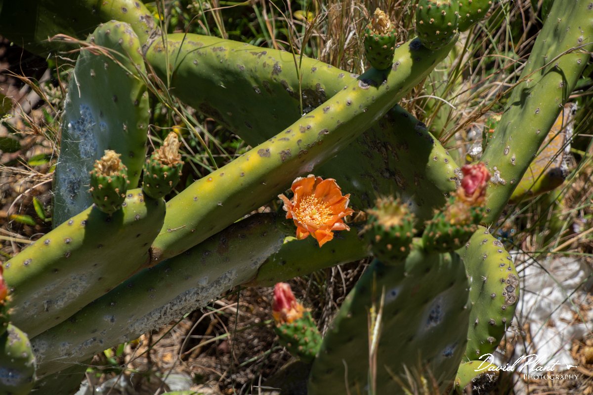 DPPhotography - Maderia - Optunia ficus-barbarica - A.jpg - Opuntia ficus-barbarica - Ponta do Garajau, Madeira