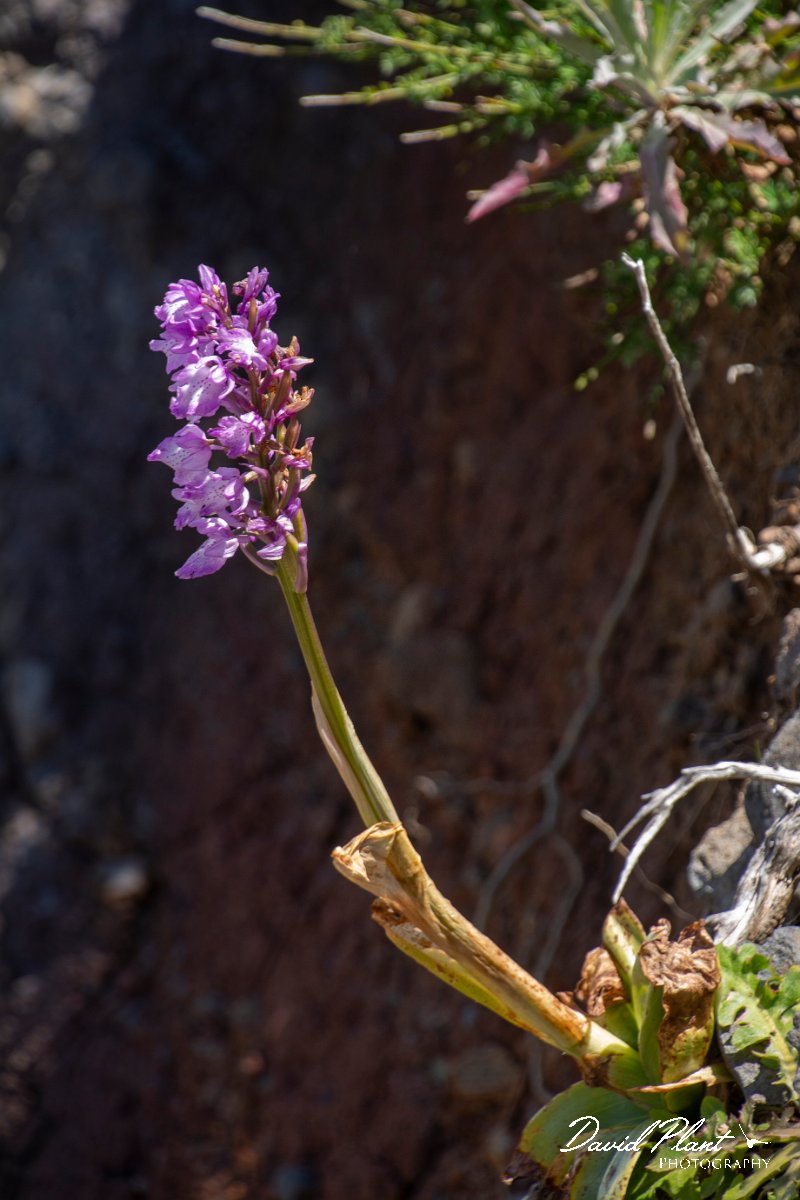 DPPhotography - Maderia - Orchis scopulorum - A.jpg - Orchis scopulorum - Pico do Ariero, Madeira
