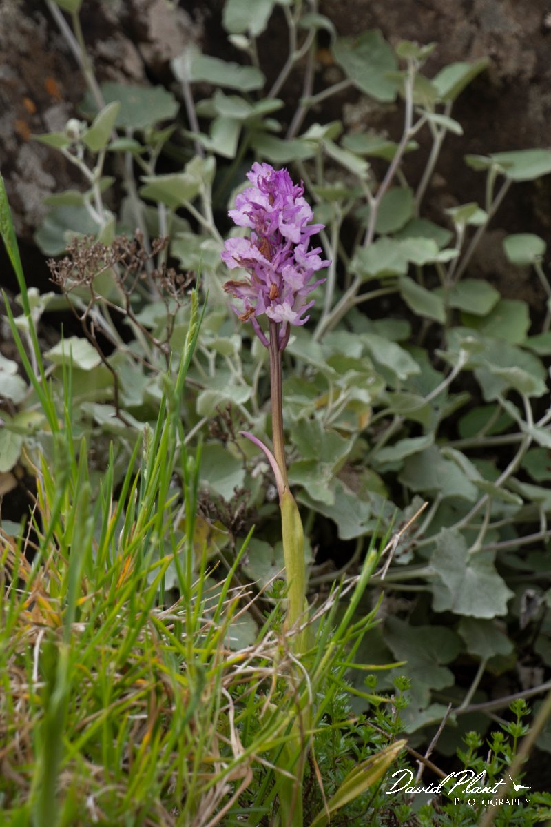 DPPhotography - Maderia - Orchis scopulorum - C.jpg - Orchis scopulorum - Pico do Ariero, Madeira
