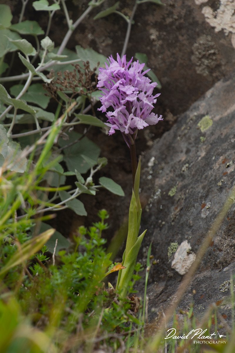 DPPhotography - Maderia - Orchis scopulorum - D.jpg - Orchis scopulorum - Pico do Ariero, Madeira