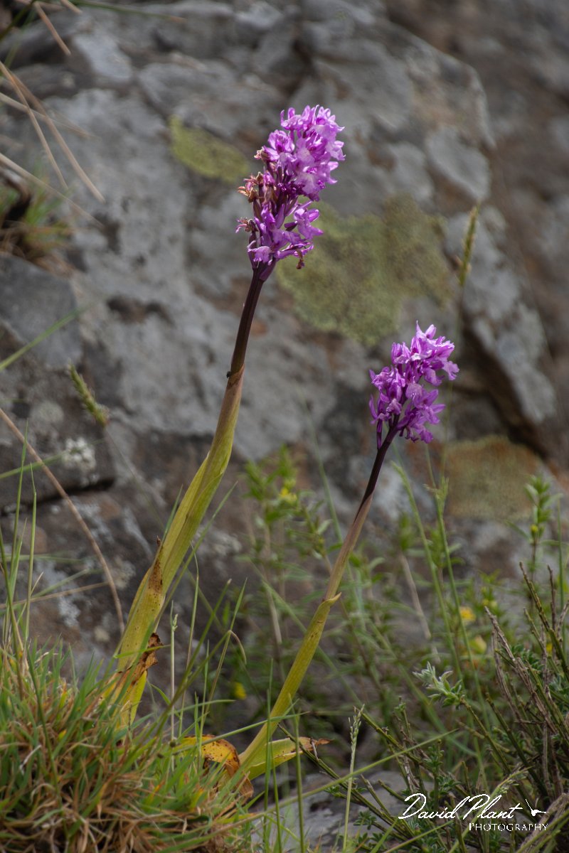 DPPhotography - Maderia - Orchis scopulorum - E.jpg - Orchis scopulorum - Pico do Ariero, Madeira
