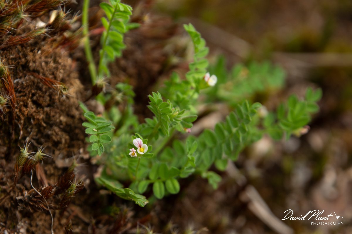DPPhotography - Maderia - Ornithopus perpusillus - A.jpg - Ornithopus perpusillus - Encumeada mast, Madeira