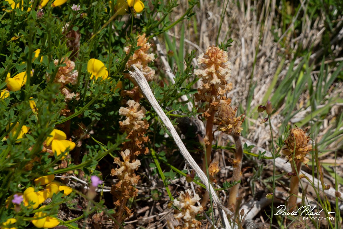 DPPhotography - Maderia - Orobanche minor - A.jpg - Orobanche minor - Pico do Ariero, Madeira