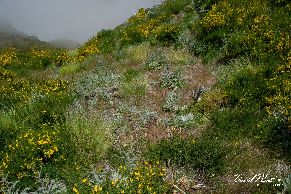 DPPhotography - Maderia - Orobanche minor - B.jpg - Orobanche minor - Pico do Ariero, Madeira