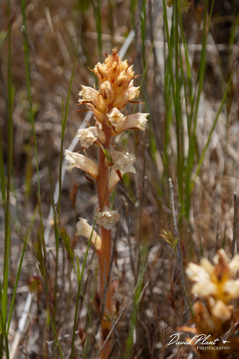DPPhotography - Maderia - Orobanche minor - C.jpg - Orobanche minor - Pico do Ariero, Madeira