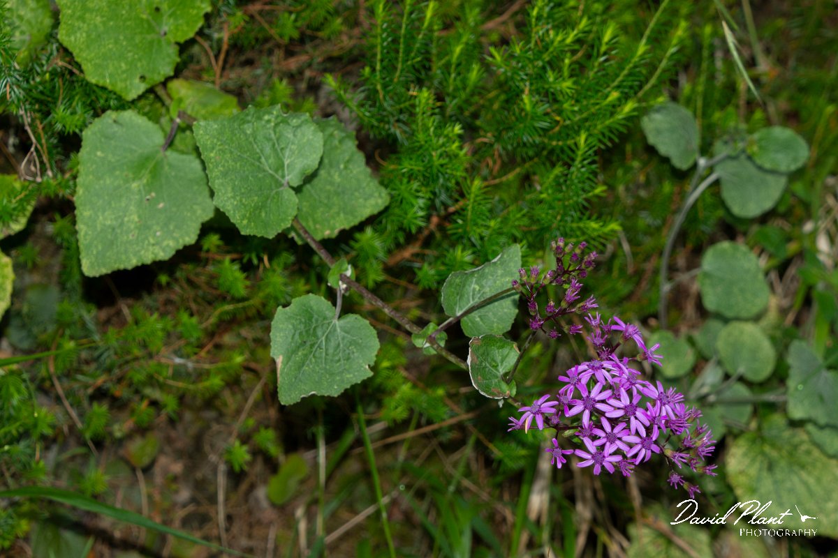 DPPhotography - Maderia - Pericallis aurita - A.jpg - Pericallis aurita - Risco waterfall area, Madeira