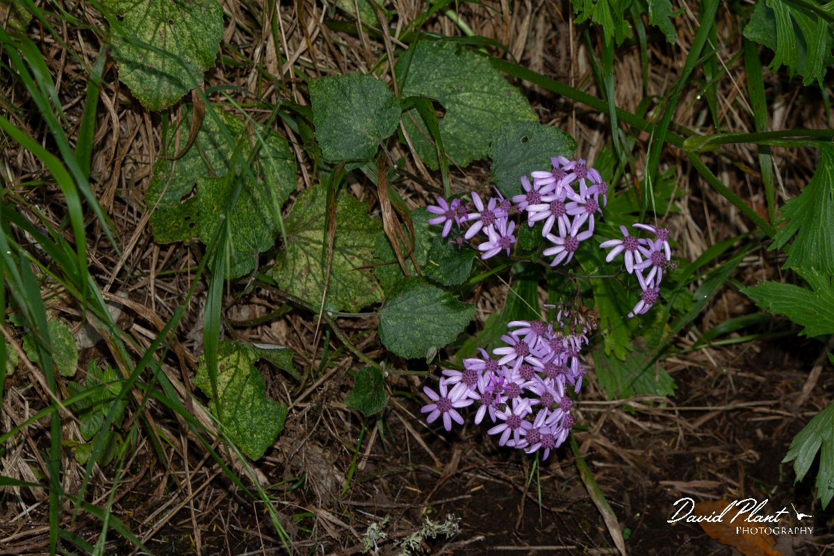 DPPhotography - Maderia - Pericallis aurita - B.jpg - Pericallis aurita - Risco waterfall area, Madeira