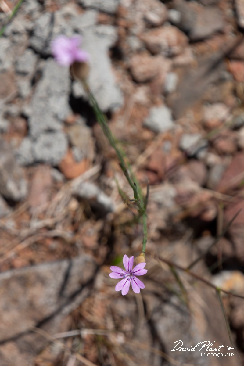 DPPhotography - Maderia - Petrorhagia nanteuilii - A.jpg - Petrorhagia nanteuilii - Pico do Ariero, Madeira