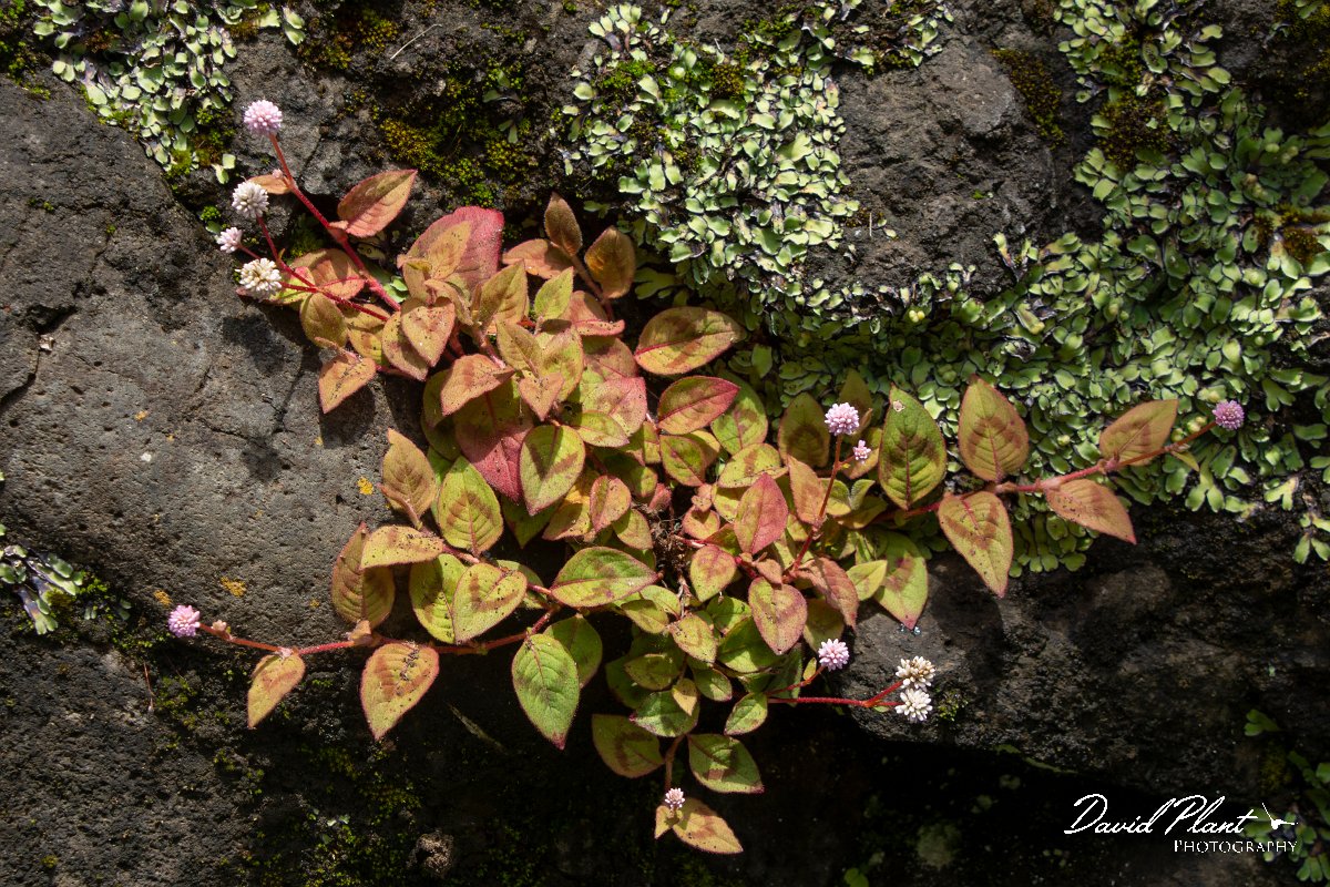 DPPhotography - Maderia - Polygonum capitatum - A.jpg - Polygonum capitatum - Levada do Notre, Madeira