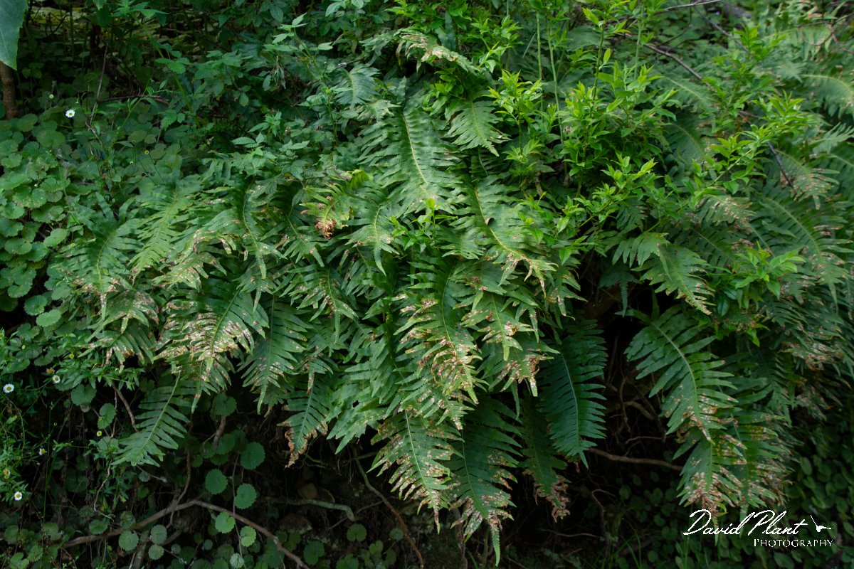 DPPhotography - Maderia - Polypodium macaronesicum - A.jpg - Polypodium macaronesicum - Levada do Notre, Madeira