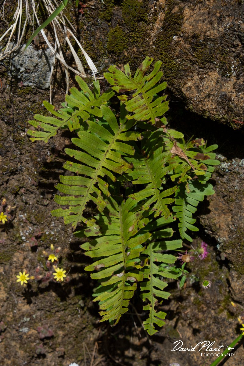 DPPhotography - Maderia - Polypodium vulgare - A.jpg - Polypodium vulgare - Balcoes, Madeira