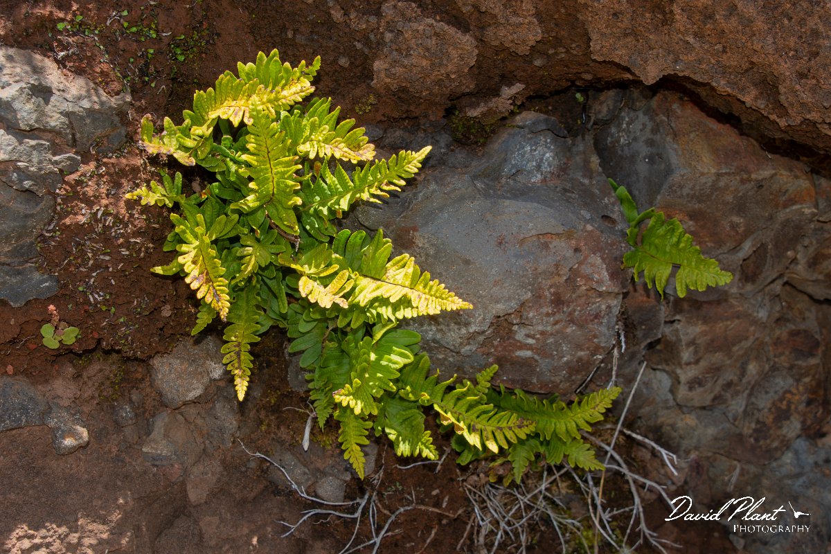 DPPhotography - Maderia - Polypodium vulgare - C.jpg - Polypodium vulgare - Pico do Ariero, Madeira