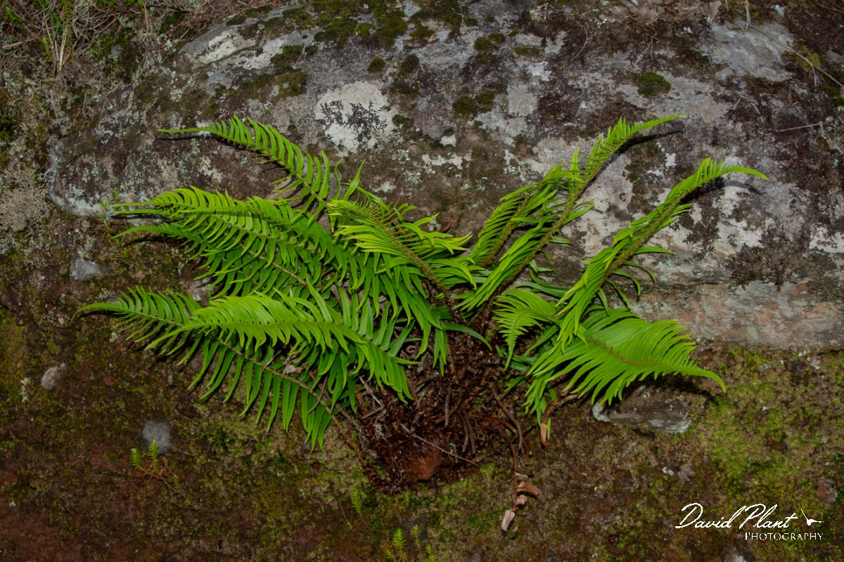 DPPhotography - Maderia - Polystichum falcinellum - A.jpg - Polystichum falcinellum - Risco waterfall area, Madeira