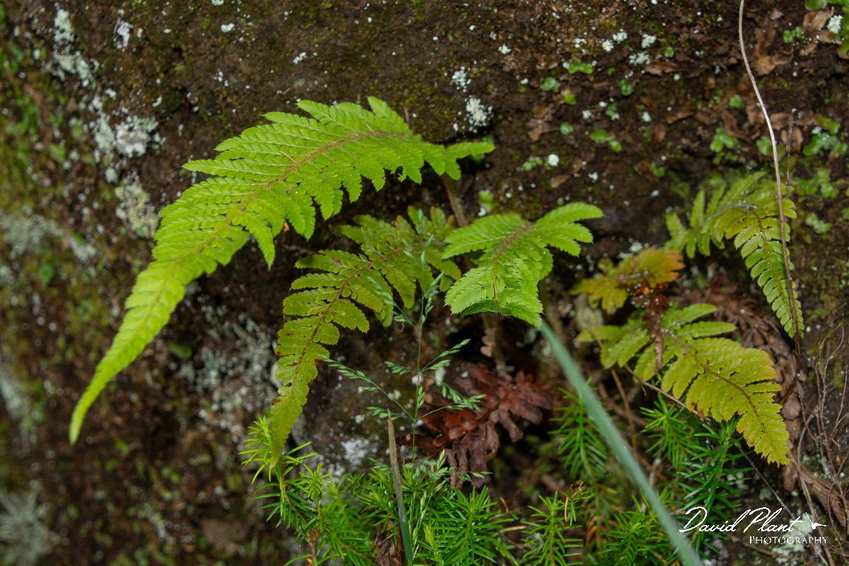 DPPhotography - Maderia - Polystichum setiferum - A.jpg - Polystichum setiferum - Risco waterfall area, Madeira