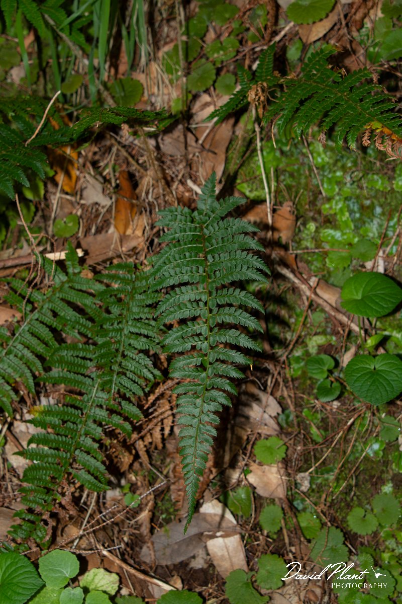 DPPhotography - Maderia - Polystichum setiferum - B.jpg - Polystichum setiferum - Risco waterfall area, Madeira