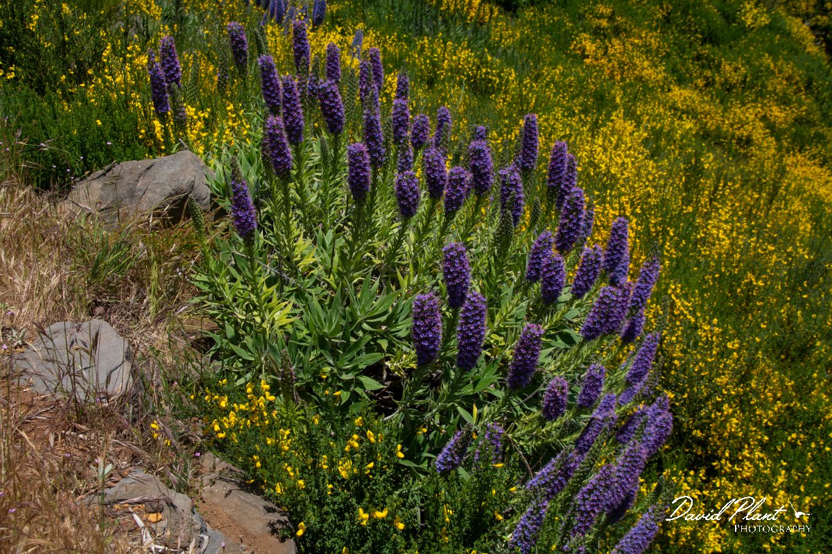 DPPhotography - Maderia - Pride of Madeira, Echium candicans - A.jpg - Pride of Madeira, Echium candicans - Pico do Ariero, Madeira