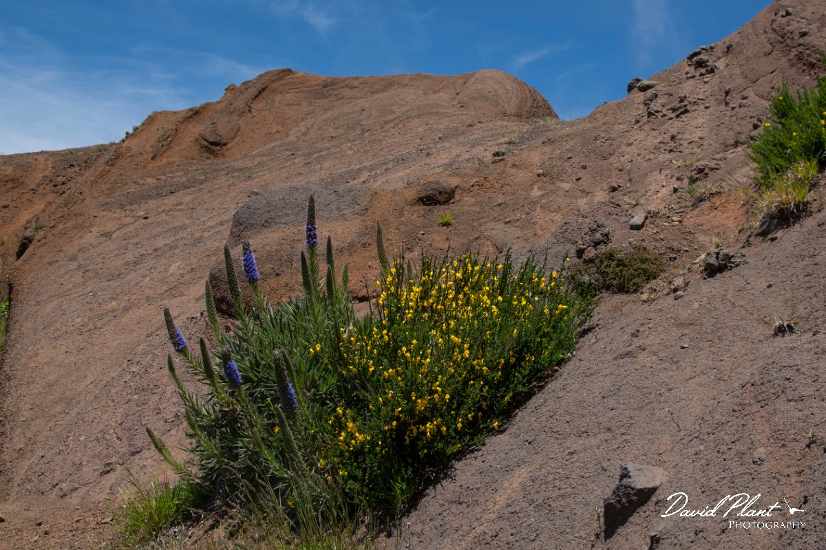 DPPhotography - Maderia - Pride of Madeira, Echium candicans - C.jpg - Pride of Madeira, Echium candicans - Pico do Ariero, Madeira