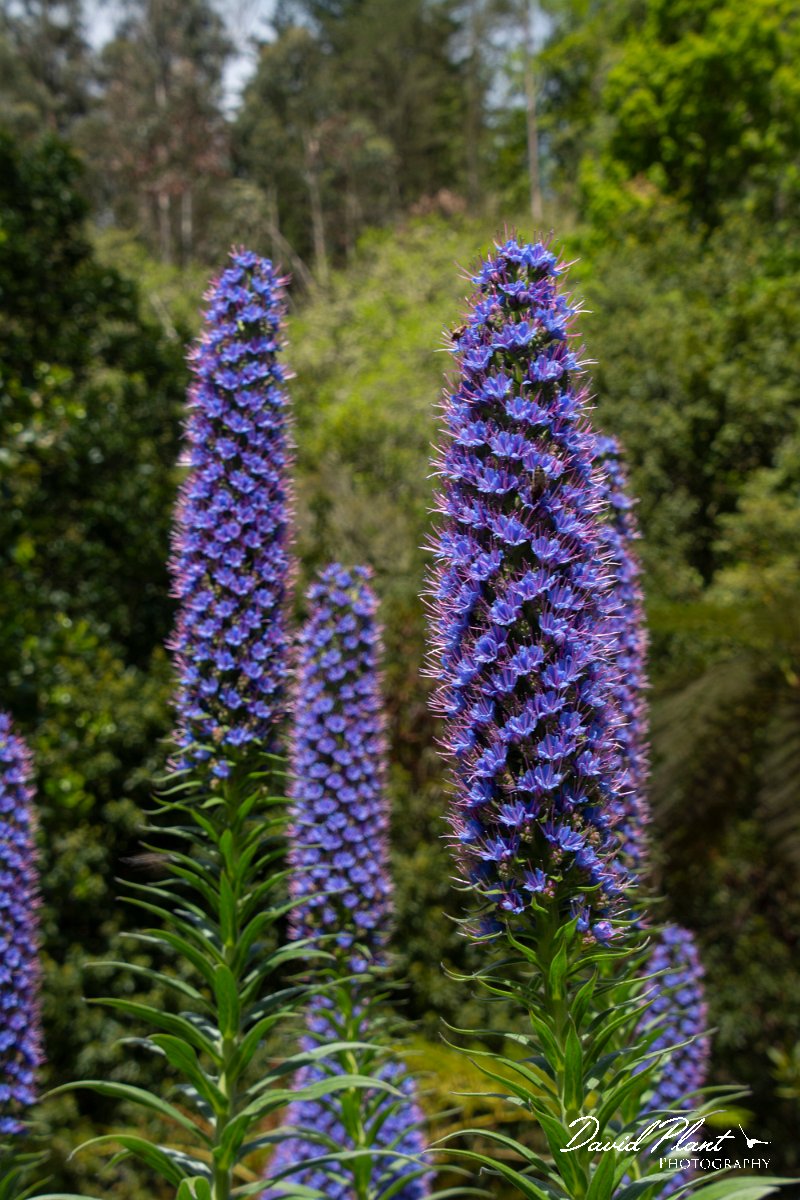 DPPhotography - Maderia - Pride of Madeira, Echium candicans - E.jpg - Pride of Madeira, Echium candicans - Ribeiro Firo, Maderia