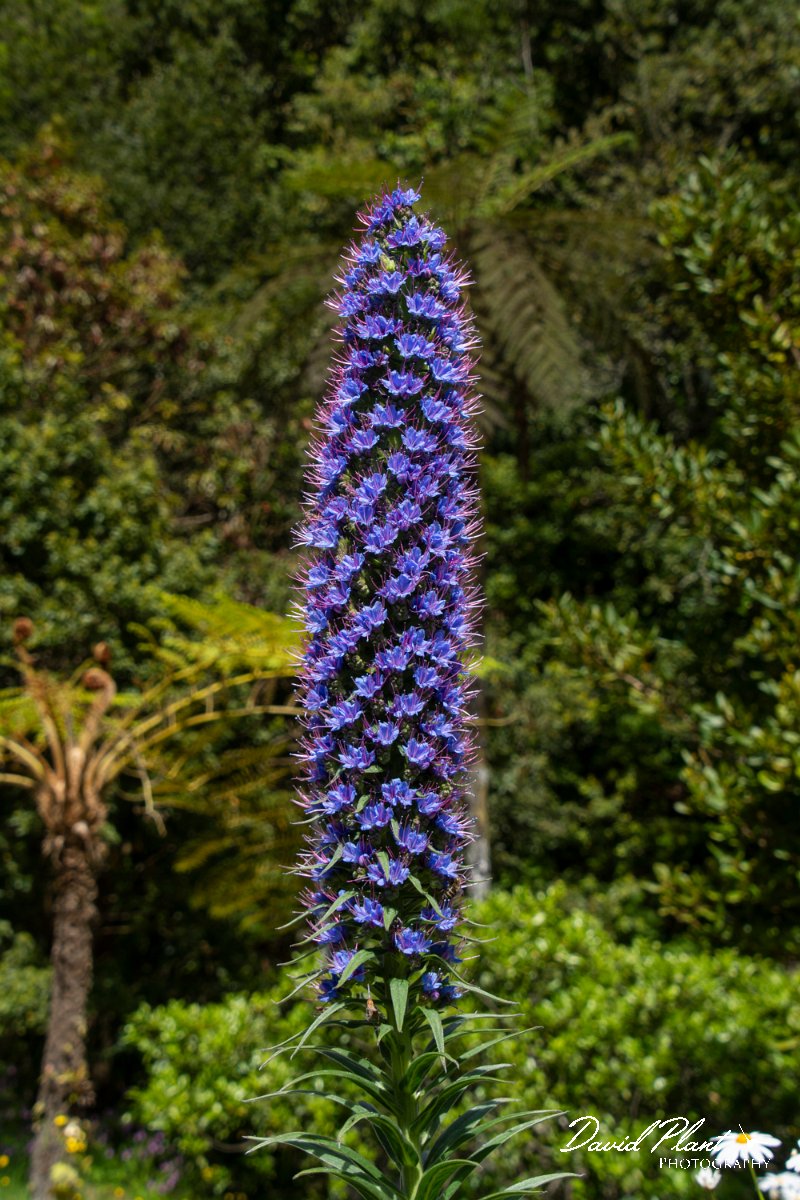 DPPhotography - Maderia - Pride of Madeira, Echium candicans - F.jpg - Pride of Madeira, Echium candicans - Ribeiro Firo, Maderia